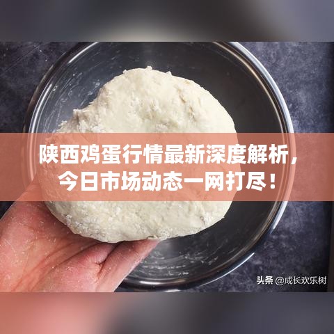 陜西雞蛋行情最新深度解析，今日市場動態(tài)一網(wǎng)打盡！