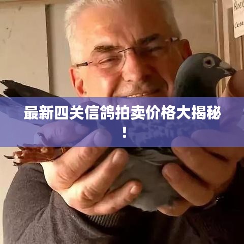 最新四關(guān)信鴿拍賣價格大揭秘！