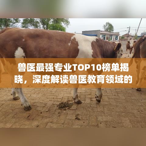 獸醫(yī)最強(qiáng)專業(yè)TOP10榜單揭曉，深度解讀獸醫(yī)教育領(lǐng)域的巔峰領(lǐng)域！