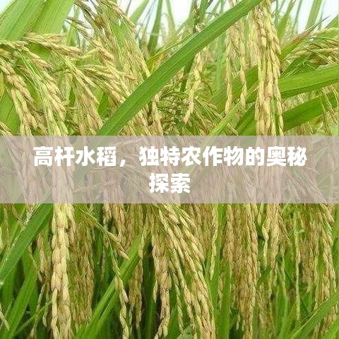 高桿水稻，獨(dú)特農(nóng)作物的奧秘探索