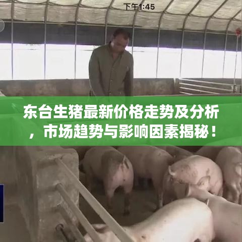 東臺生豬最新價格走勢及分析，市場趨勢與影響因素揭秘！