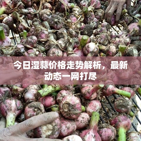今日濕蒜價(jià)格走勢(shì)解析，最新動(dòng)態(tài)一網(wǎng)打盡