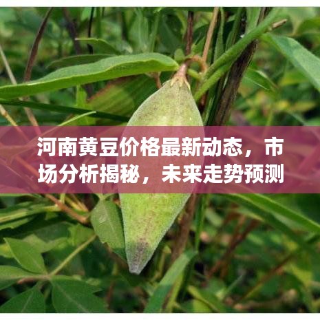 河南黃豆價(jià)格最新動(dòng)態(tài)，市場分析揭秘，未來走勢預(yù)測