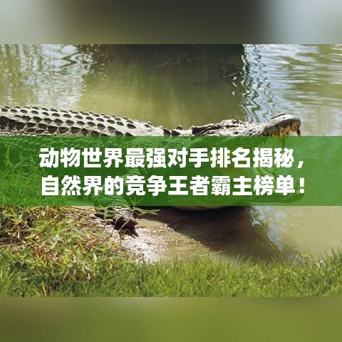 動物世界最強(qiáng)對手排名揭秘，自然界的競爭王者霸主榜單！