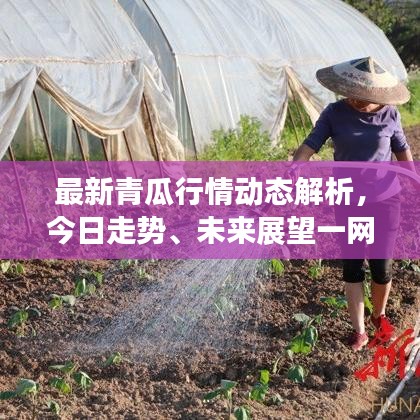 最新青瓜行情動態(tài)解析，今日走勢、未來展望一網打盡