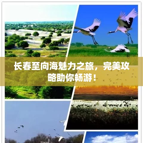 長春至向海魅力之旅，完美攻略助你暢游！