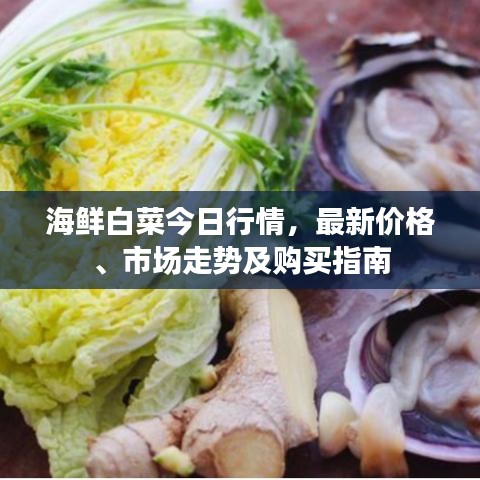 海鮮白菜今日行情，最新價(jià)格、市場走勢及購買指南