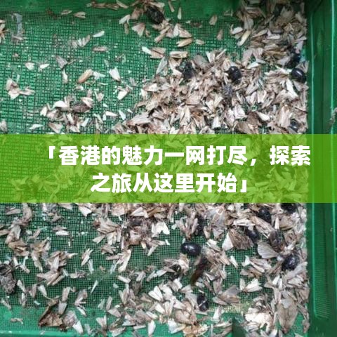 「香港的魅力一網(wǎng)打盡，探索之旅從這里開始」