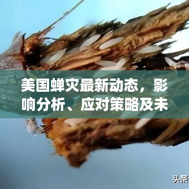 美國蟬災(zāi)最新動態(tài)，影響分析、應(yīng)對策略及未來展望