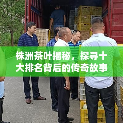株洲茶葉揭秘，探尋十大排名背后的傳奇故事