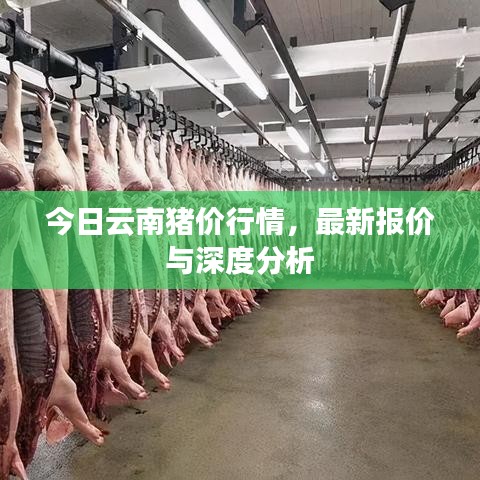 今日云南豬價行情，最新報價與深度分析