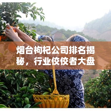 煙臺(tái)枸杞公司排名揭秘，行業(yè)佼佼者大盤點(diǎn)