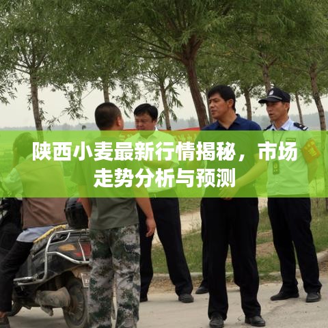 陜西小麥最新行情揭秘，市場走勢分析與預(yù)測