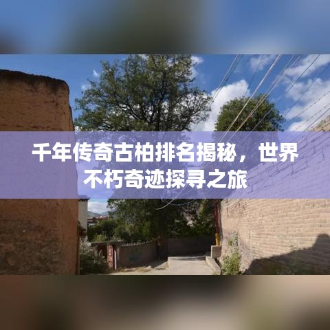 千年傳奇古柏排名揭秘，世界不朽奇跡探尋之旅