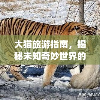 大貓旅游指南，揭秘未知奇妙世界的神秘面紗