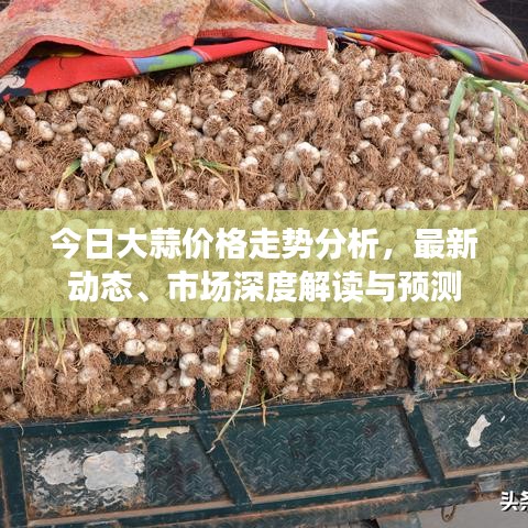 今日大蒜價格走勢分析，最新動態(tài)、市場深度解讀與預(yù)測
