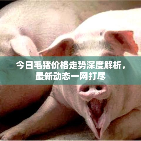 今日毛豬價格走勢深度解析，最新動態(tài)一網(wǎng)打盡