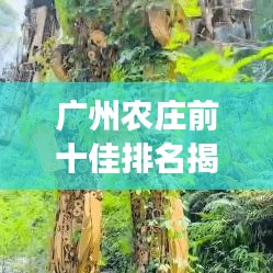 廣州農(nóng)莊前十佳排名揭曉，領(lǐng)略鄉(xiāng)村魅力的夢(mèng)幻之地