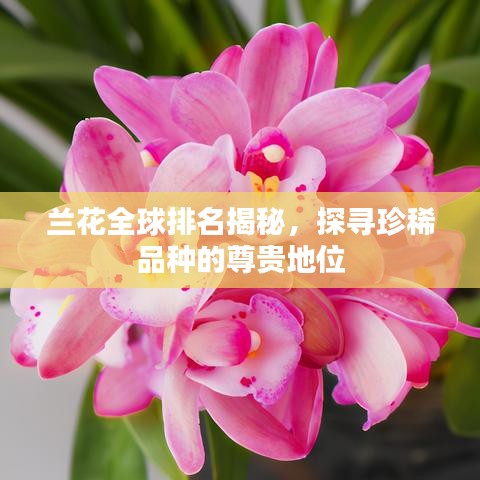 蘭花全球排名揭秘，探尋珍稀品種的尊貴地位