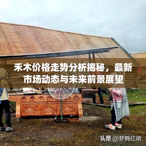 禾木價格走勢分析揭秘，最新市場動態(tài)與未來前景展望