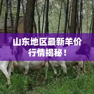 山東地區(qū)最新羊價行情揭秘！