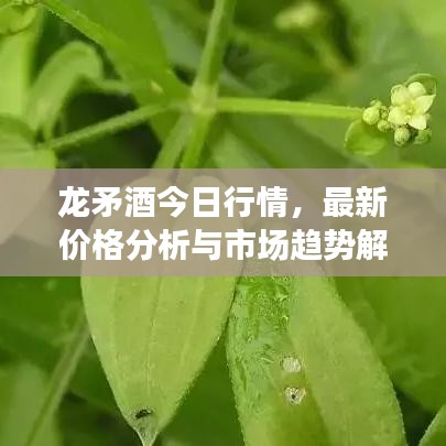龍矛酒今日行情，最新價(jià)格分析與市場(chǎng)趨勢(shì)解讀