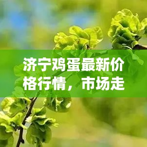 濟(jì)寧雞蛋最新價(jià)格行情，市場(chǎng)走勢(shì)及影響因素深度解析