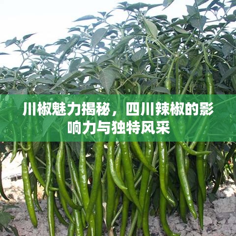 川椒魅力揭秘，四川辣椒的影響力與獨(dú)特風(fēng)采
