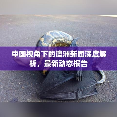 中國(guó)視角下的澳洲新聞深度解析，最新動(dòng)態(tài)報(bào)告
