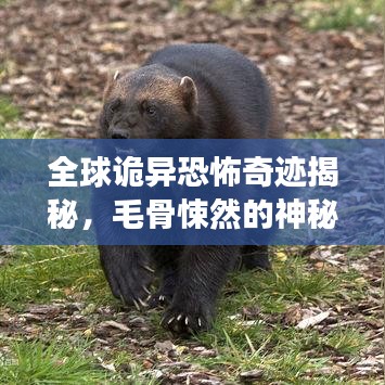 全球詭異恐怖奇跡揭秘，毛骨悚然的神秘地點(diǎn)探尋之旅