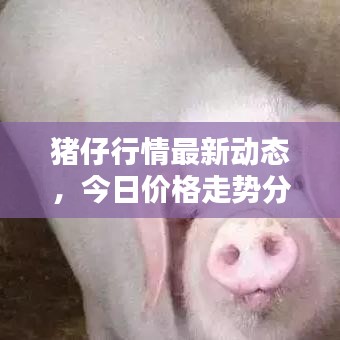 豬仔行情最新動態(tài)，今日價格走勢分析與未來預(yù)測