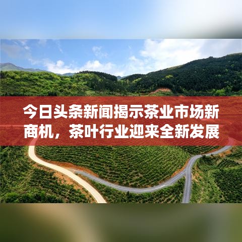 今日頭條新聞揭示茶業(yè)市場新商機，茶葉行業(yè)迎來全新發(fā)展機遇