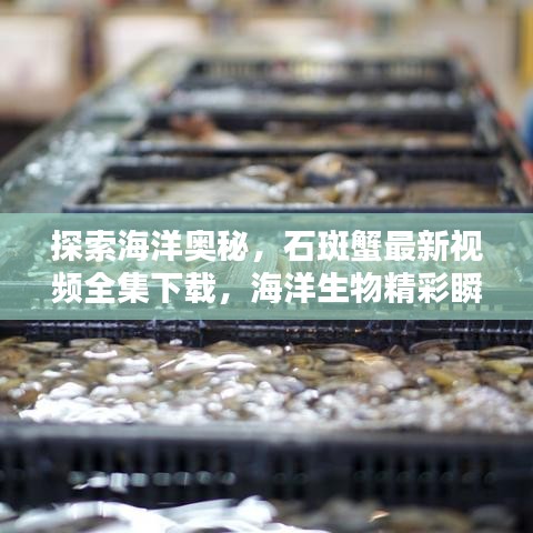探索海洋奧秘，石斑蟹最新視頻全集下載，海洋生物精彩瞬間一網(wǎng)打盡