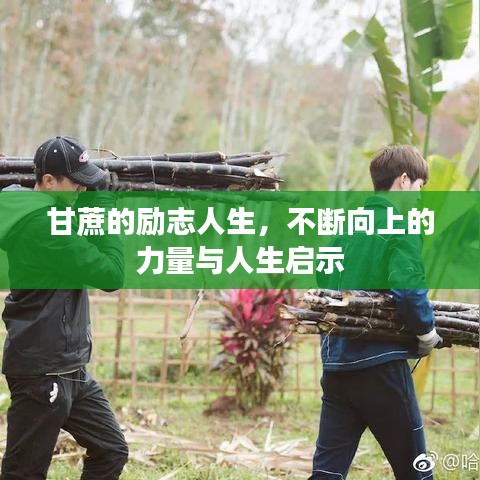 甘蔗的勵志人生，不斷向上的力量與人生啟示
