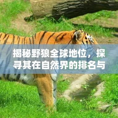 揭秘野狼全球地位，探尋其在自然界的排名與地位