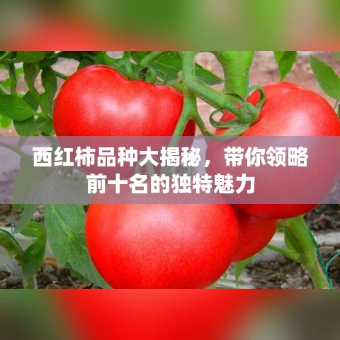 西紅柿品種大揭秘，帶你領(lǐng)略前十名的獨(dú)特魅力
