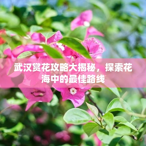 武漢賞花攻略大揭秘，探索花海中的最佳路線