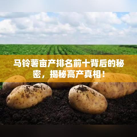 馬鈴薯畝產(chǎn)排名前十背后的秘密，揭秘高產(chǎn)真相！