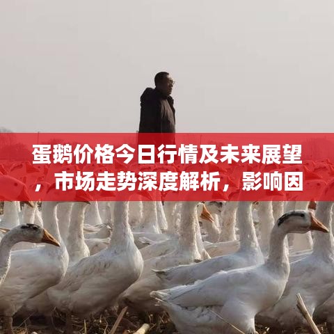 蛋鵝價(jià)格今日行情及未來(lái)展望，市場(chǎng)走勢(shì)深度解析，影響因素揭秘！