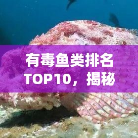 有毒魚類排名TOP10，揭秘海洋中的潛在風(fēng)險，警惕致命生物！