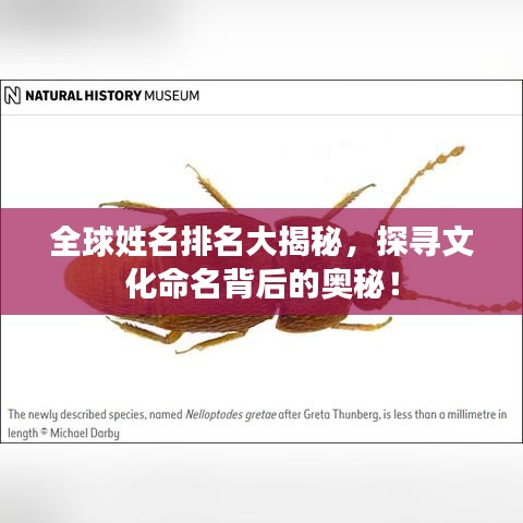 全球姓名排名大揭秘，探尋文化命名背后的奧秘！