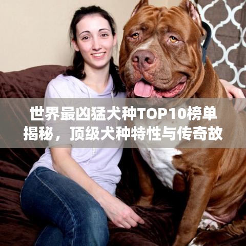 世界最兇猛犬種TOP10榜單揭秘，頂級(jí)犬種特性與傳奇故事一網(wǎng)打盡！