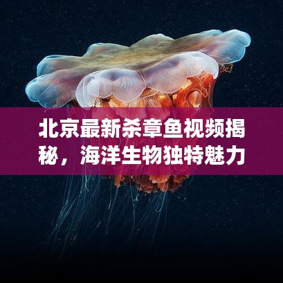 北京最新殺章魚視頻揭秘，海洋生物獨(dú)特魅力的震撼瞬間