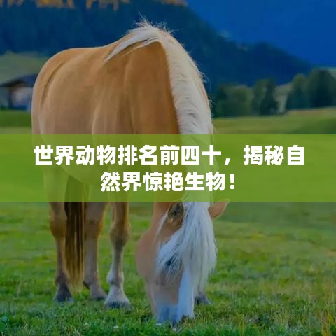 世界動物排名前四十，揭秘自然界驚艷生物！