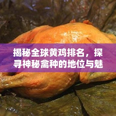 揭秘全球黃雞排名，探尋神秘禽種的地位與魅力
