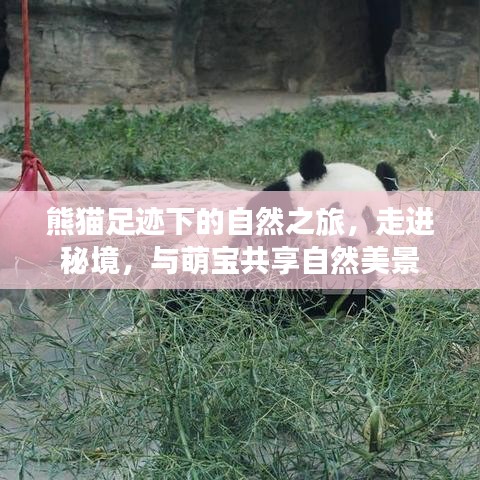 熊貓足跡下的自然之旅，走進秘境，與萌寶共享自然美景