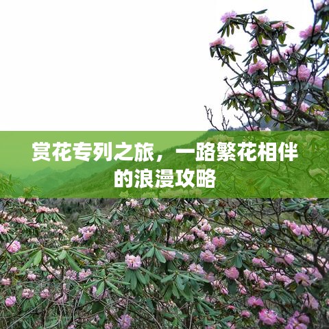 賞花專列之旅，一路繁花相伴的浪漫攻略