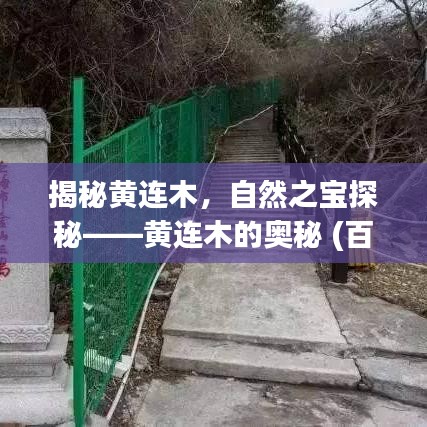 揭秘黃連木，自然之寶探秘——黃連木的奧秘 (百度收錄)