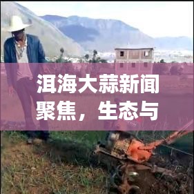 洱海大蒜新聞聚焦，生態(tài)與農(nóng)業(yè)發(fā)展的交匯熱點